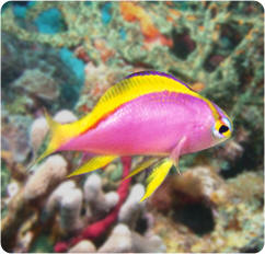 Anthias