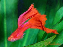 Aquarium Guppies at AquariumFish.net