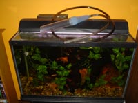Aquarium with syphon hose on it