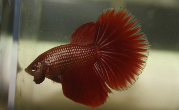 Will male and female Betta fighting