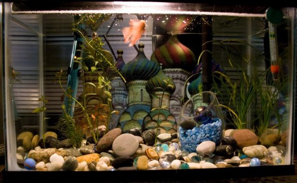 Best Aquarium for Betta fish