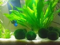 best-aquatic-plants-for-betta-tank