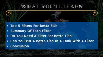 Best Betta Filter - WYL