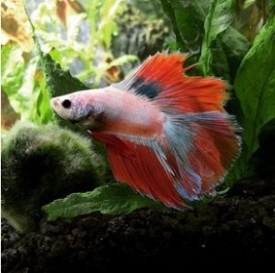 Best Betta Fish Tanks