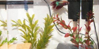 Best Filter for Betta Fish