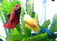 Beta Fish females for sale from AquariumFish.net.