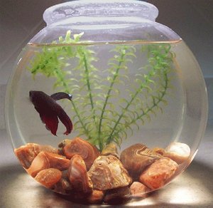 betta-bowl