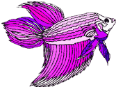 Betta Drawing