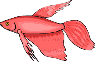 Betta Drawing