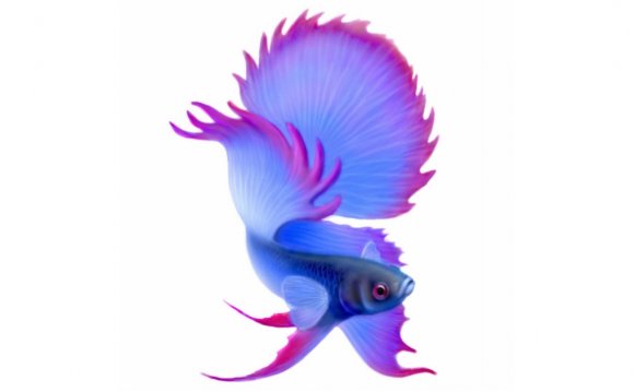 Purple fighting fish