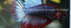 Betta fish