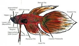 betta fish anatomy