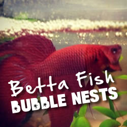 Betta Fish Bubble Nests