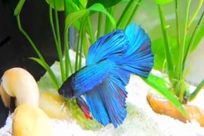 betta-fish-care-1