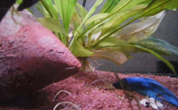 Water conditions for Betta fish