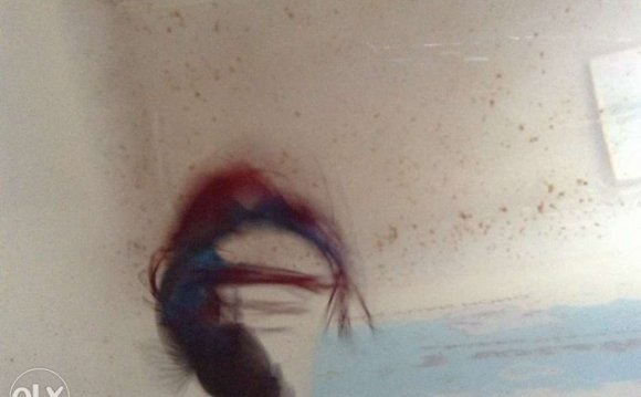 When are Betta fish ready to Mate