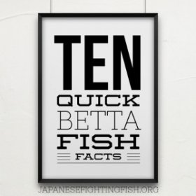 Betta Fish facts