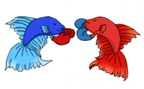 Betta fish fighting