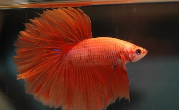 Good fish names for red Betta