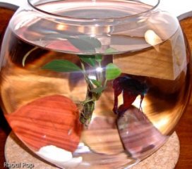 Betta fish in aquarium