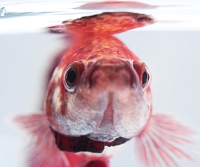 betta fish looking at you