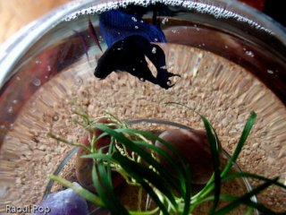 Betta fish looking up at me