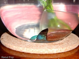 Betta fish resting at bottom of bowl