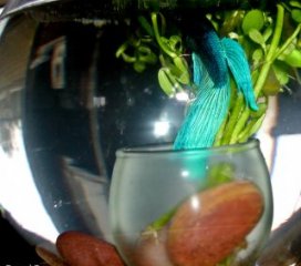 Betta fish resting below water surface