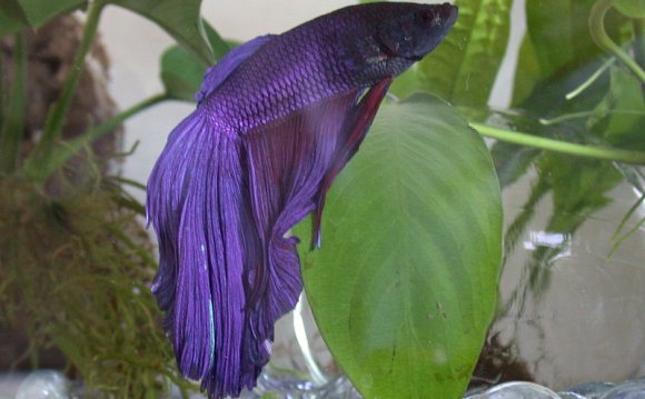Crowntail Betta Care