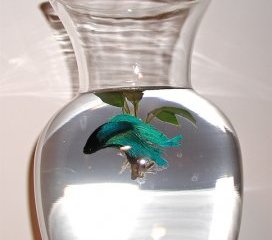 Betta fish swimming