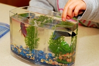 betta fish tank