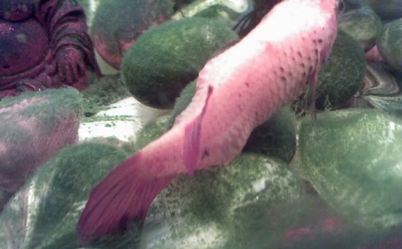 Betta fish swim bladder Disease treatment