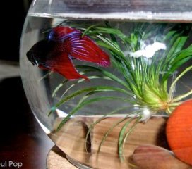 Betta fish with flared fins