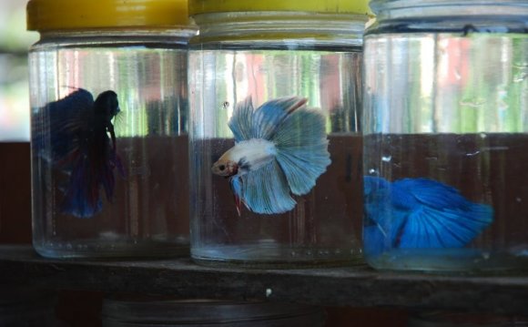 Betta fish with other fish