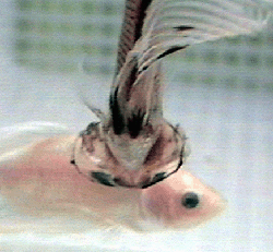 Betta_flaring_from_back_copy.gif (44682 bytes)