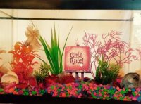 Betta pair in one gallon tank. Note male displaying in upper left of tank, and female hiding in lower left corner.