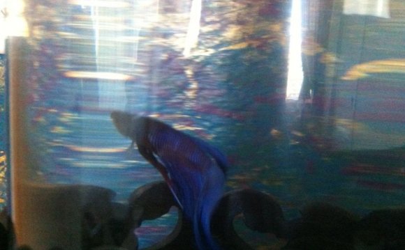 Betta fish swim bladder Disease