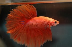 betta-splendens-1