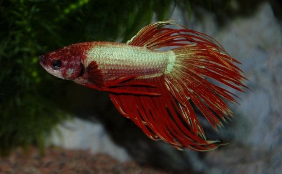 Betta fish Profile
