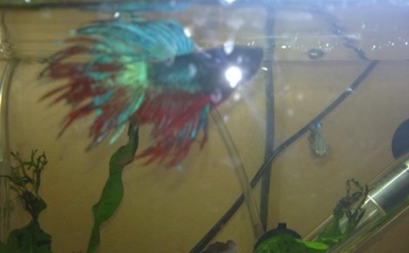 Double Crowntail Betta