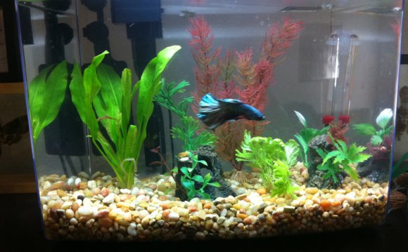 Betta fish with plants on top