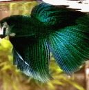 Black Green marble geno piebald male.gif (84918 bytes)