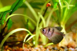 Black Tetra fish in planted aquarium