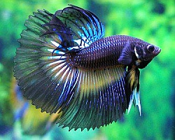 blue multi-colored betta