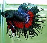 blue red and black crowntail betta