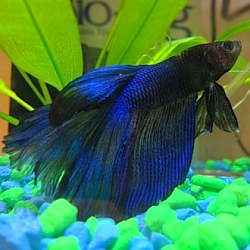 blue veiltail betta in tank