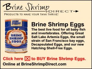 Brine Shrimp Eggs. Click on this ad to go to Brine Shrimp Direct's online store.