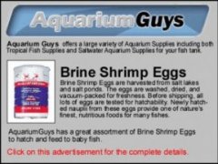 Brine Shrimp Eggs - from Aquarium Guys. Click on this ad to buy now.