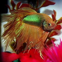 Brown tan betta