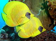 Butterfly Fish Great Barrier Reef